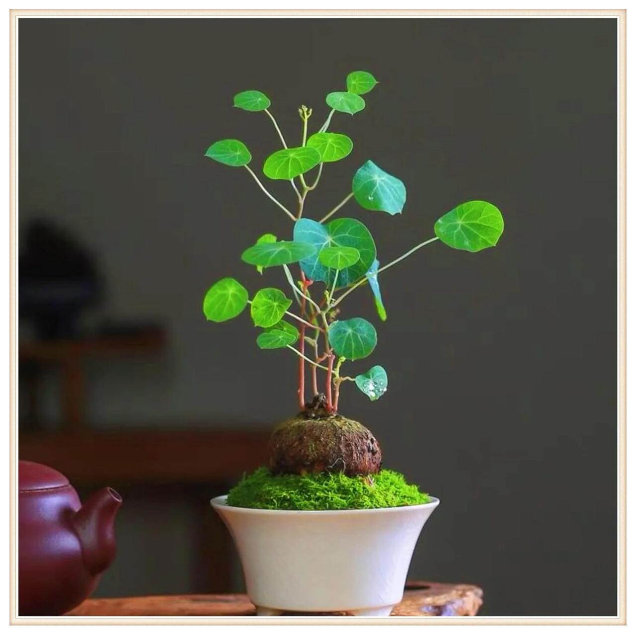 Stephania Erecta - The Everlasting Green Wonder ( BUY 1 GET 1 FREE ) ⭐️⭐️⭐️⭐️ 4.9/5 Reviews