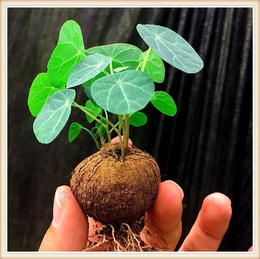 Stephania Erecta - The Everlasting Green Wonder ( BUY 1 GET 1 FREE ) ⭐️⭐️⭐️⭐️ 4.9/5 Reviews