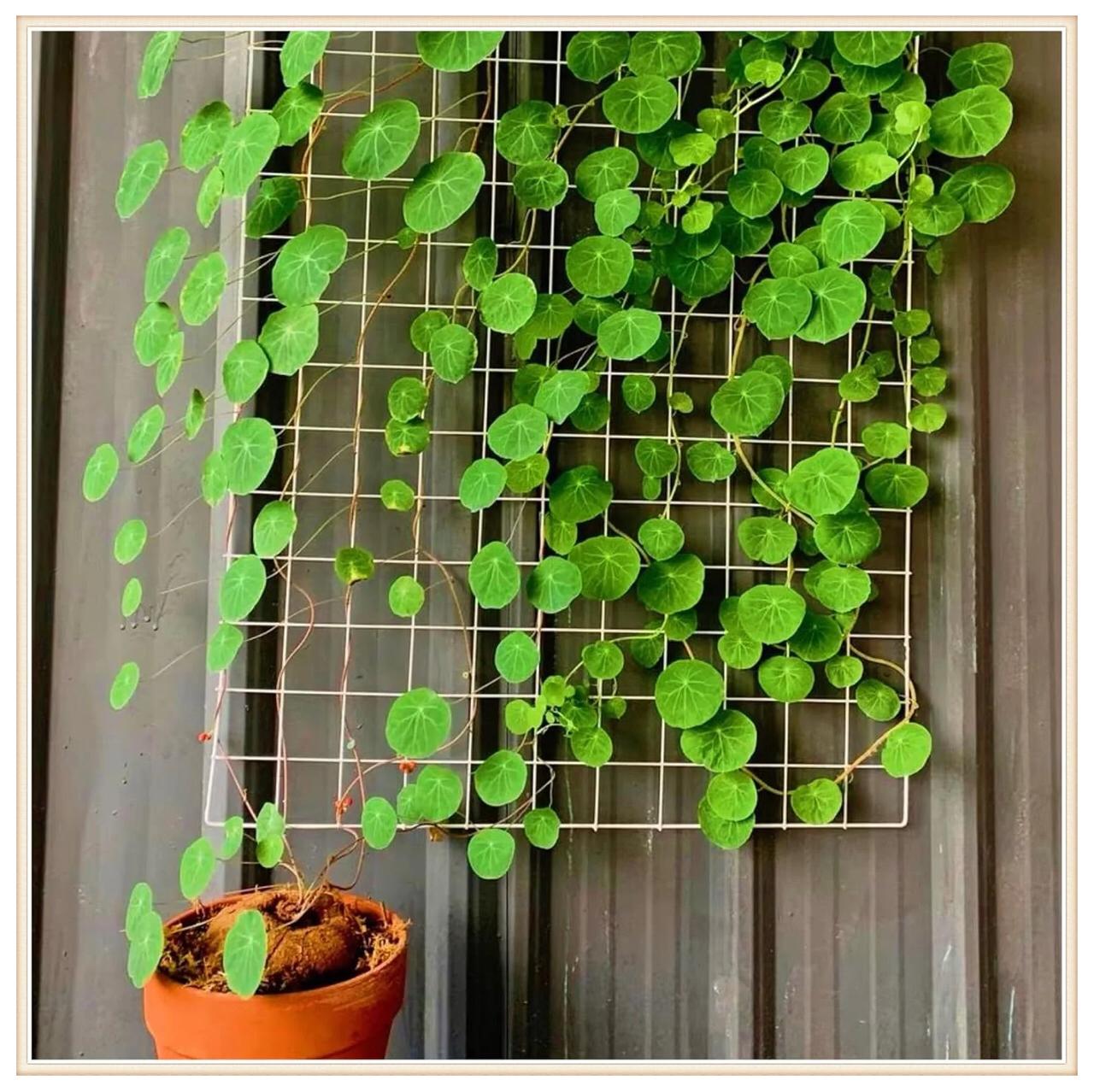 Stephania Erecta - The Everlasting Green Wonder ( BUY 1 GET 1 FREE ) ⭐️⭐️⭐️⭐️ 4.9/5 Reviews