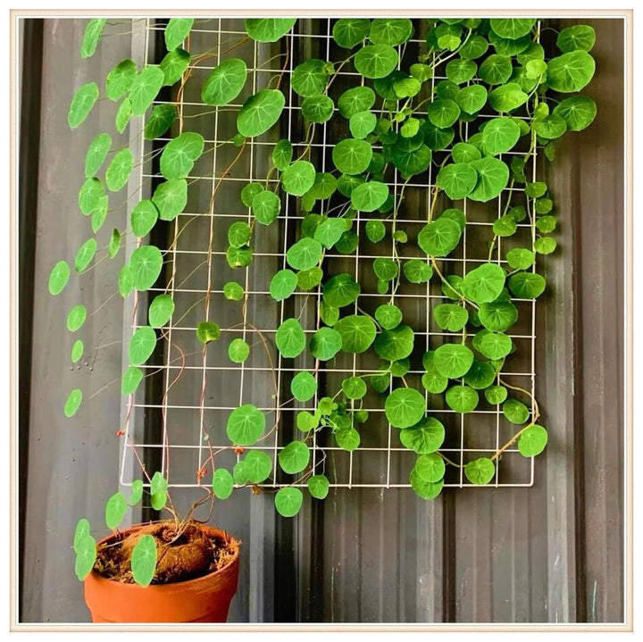 Stephania Erecta - The Everlasting Green Wonder ( BUY 1 GET 1 FREE ) ⭐️⭐️⭐️⭐️ 4.9/5 Reviews