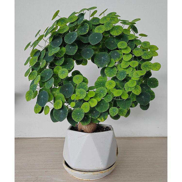 Stephania Erecta - The Everlasting Green Wonder ( BUY 1 GET 1 FREE ) ⭐️⭐️⭐️⭐️ 4.9/5 Reviews