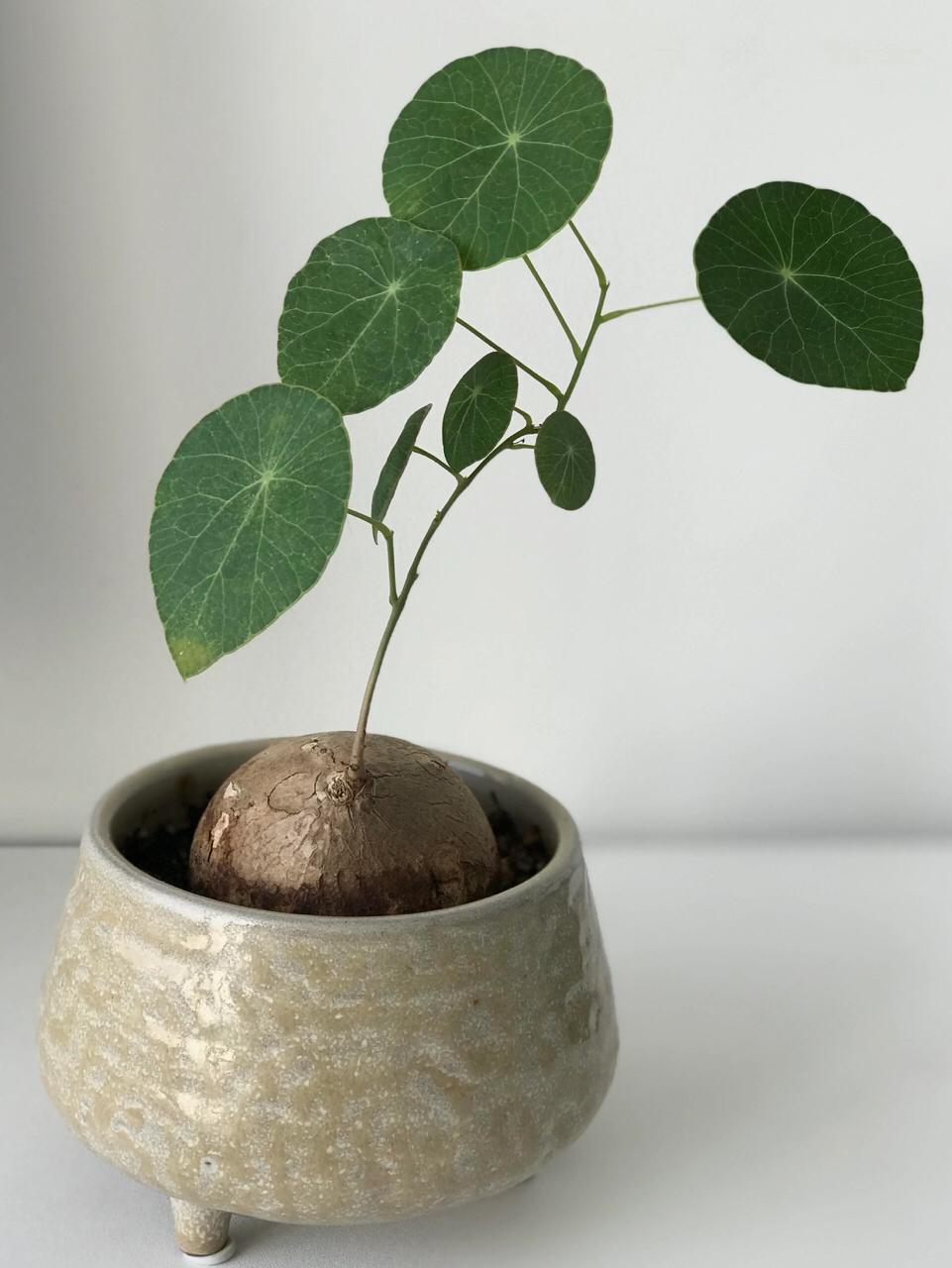 Stephania Erecta - The Everlasting Green Wonder ( BUY 1 GET 1 FREE ) ⭐️⭐️⭐️⭐️ 4.9/5 Reviews