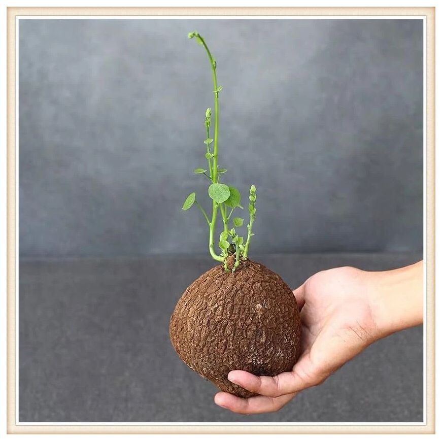 Stephania Erecta - The Everlasting Green Wonder ( BUY 1 GET 1 FREE ) ⭐️⭐️⭐️⭐️ 4.9/5 Reviews