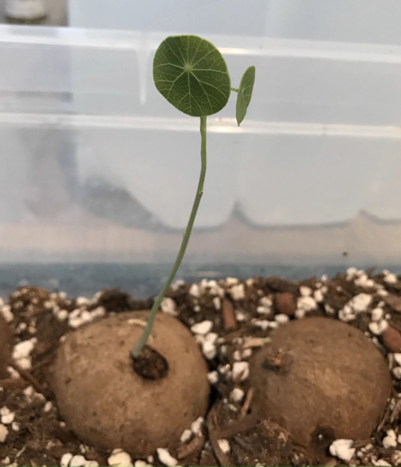 Stephania Erecta - The Everlasting Green Wonder ( BUY 1 GET 1 FREE ) ⭐️⭐️⭐️⭐️ 4.9/5 Reviews