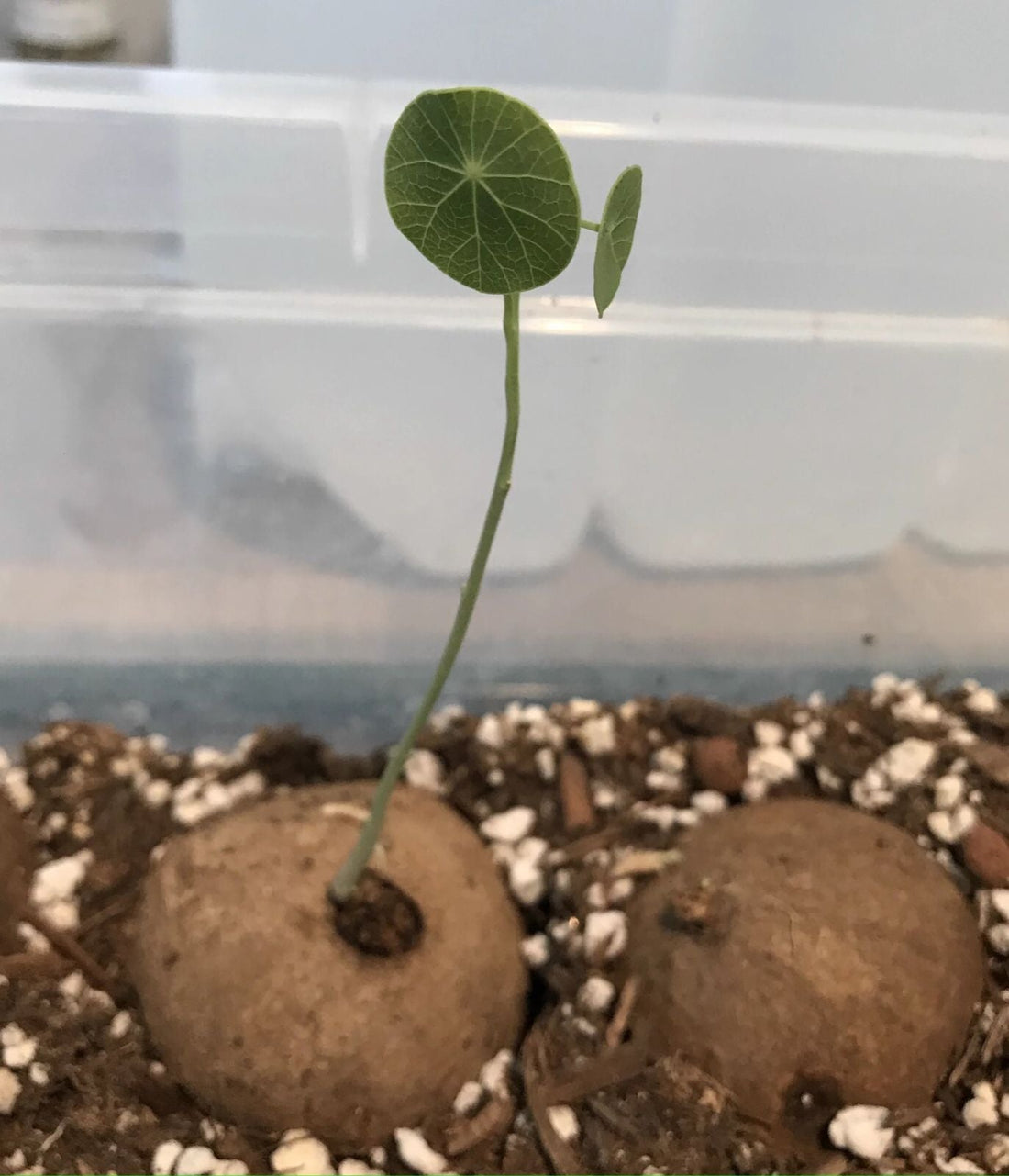 Stephania Erecta - The Everlasting Green Wonder ( BUY 1 GET 1 FREE ) ⭐️⭐️⭐️⭐️ 4.9/5 Reviews