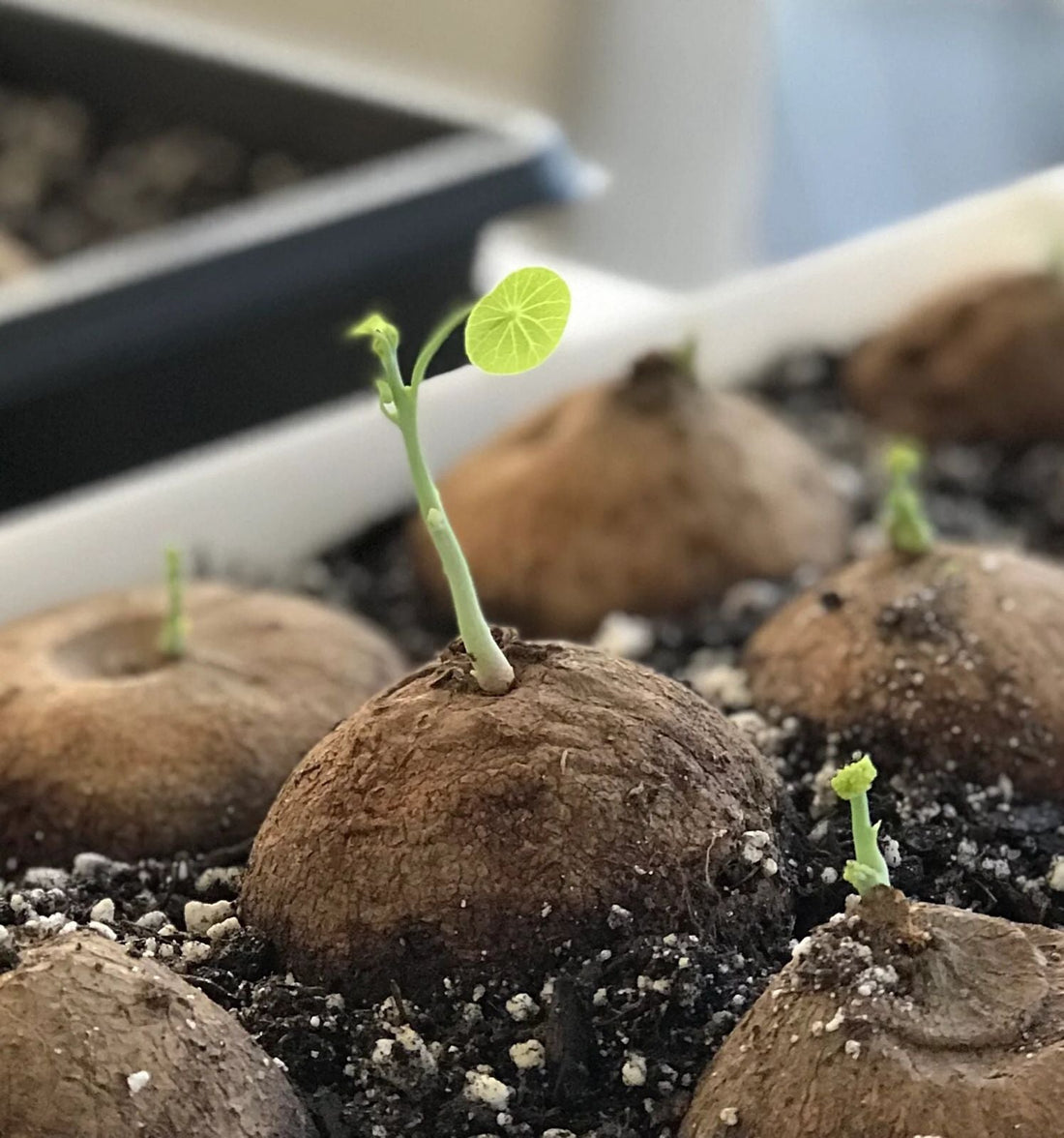 Stephania Erecta - The Everlasting Green Wonder ( BUY 1 GET 1 FREE ) ⭐️⭐️⭐️⭐️ 4.9/5 Reviews