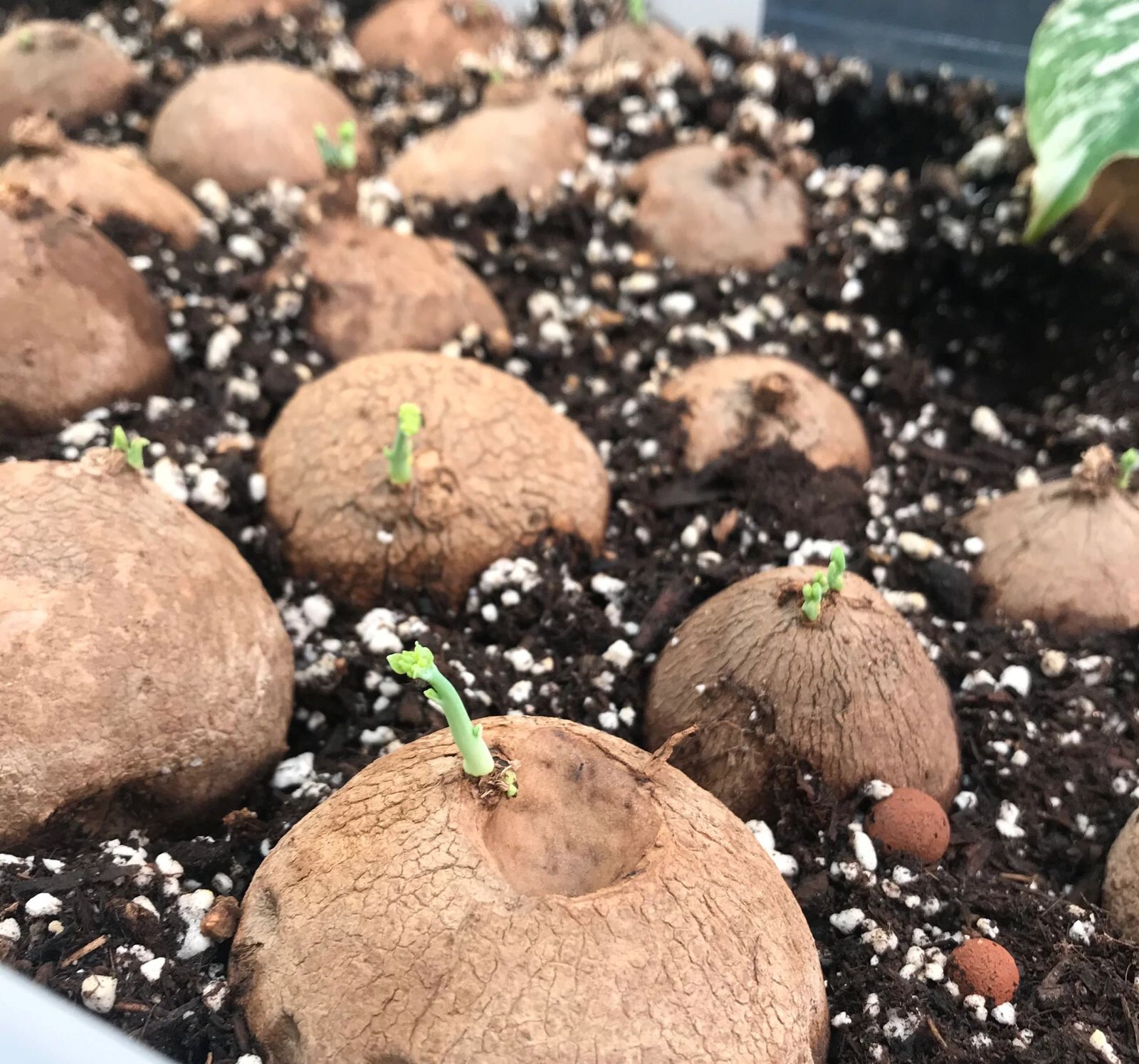 Stephania Erecta - The Everlasting Green Wonder ( BUY 1 GET 1 FREE ) ⭐️⭐️⭐️⭐️ 4.9/5 Reviews