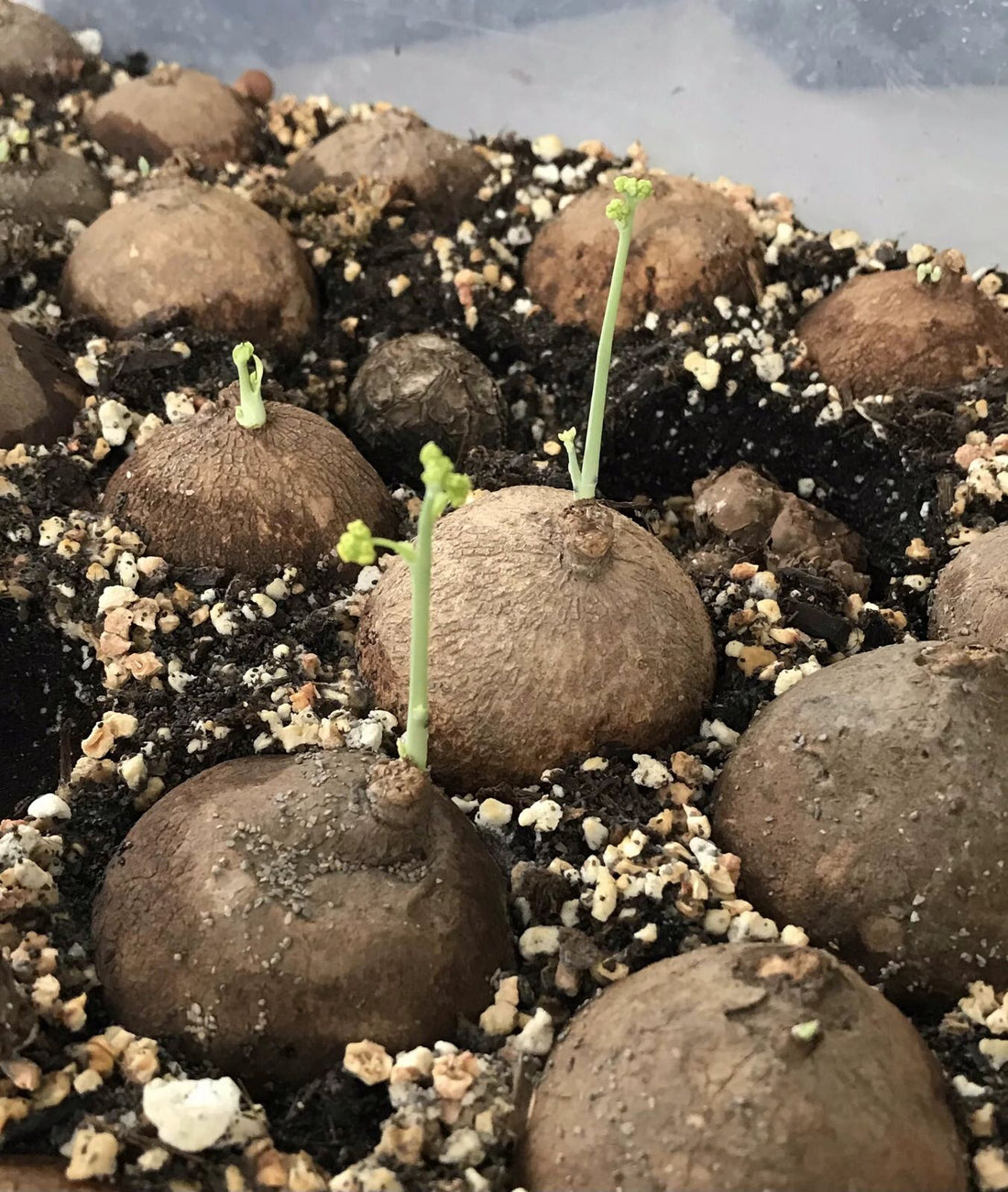 Stephania Erecta - The Everlasting Green Wonder ( BUY 1 GET 1 FREE ) ⭐️⭐️⭐️⭐️ 4.9/5 Reviews