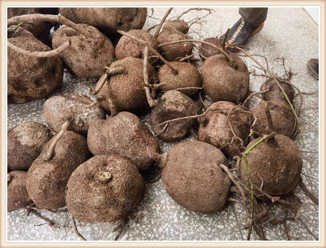 Stephania Erecta - The Everlasting Green Wonder ( BUY 1 GET 1 FREE ) ⭐️⭐️⭐️⭐️ 4.9/5 Reviews