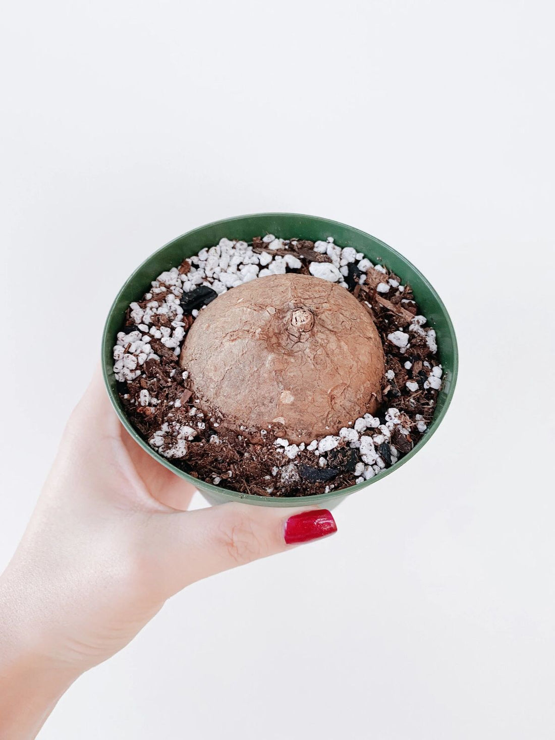 Stephania Erecta - The Everlasting Green Wonder ( BUY 1 GET 1 FREE ) ⭐️⭐️⭐️⭐️ 4.9/5 Reviews