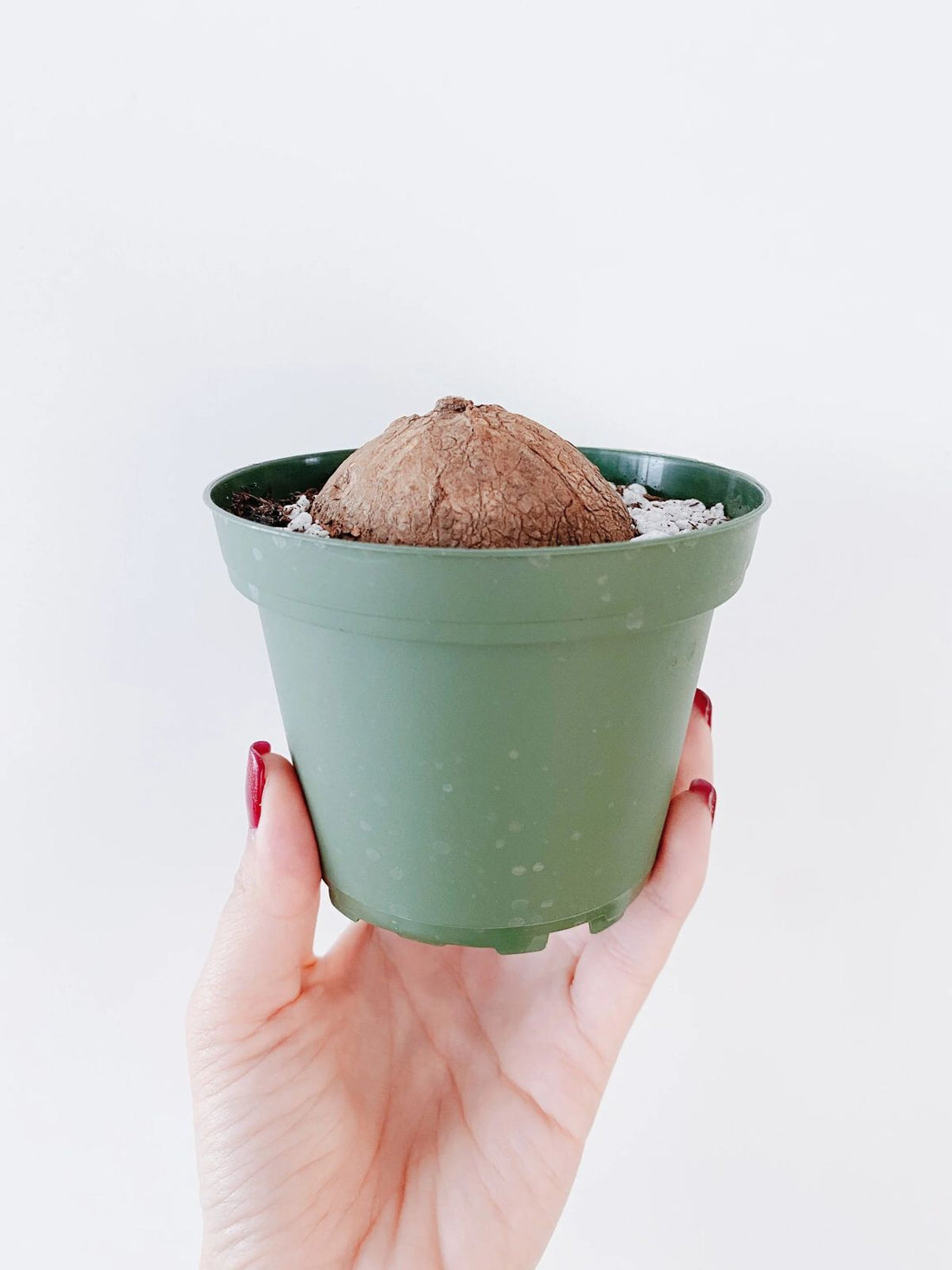 Stephania Erecta - The Everlasting Green Wonder ( BUY 1 GET 1 FREE ) ⭐️⭐️⭐️⭐️ 4.9/5 Reviews