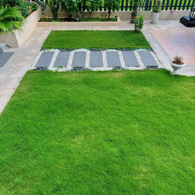 Four Seasons Evergreen Dwarf Grass Seeds | BUY 1 GET 1 FREE | ⭐️⭐️⭐️⭐️ 4.9/5 Reviews