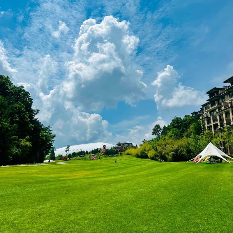 Four Seasons Evergreen Dwarf Grass Seeds | BUY 1 GET 1 FREE | ⭐️⭐️⭐️⭐️ 4.9/5 Reviews