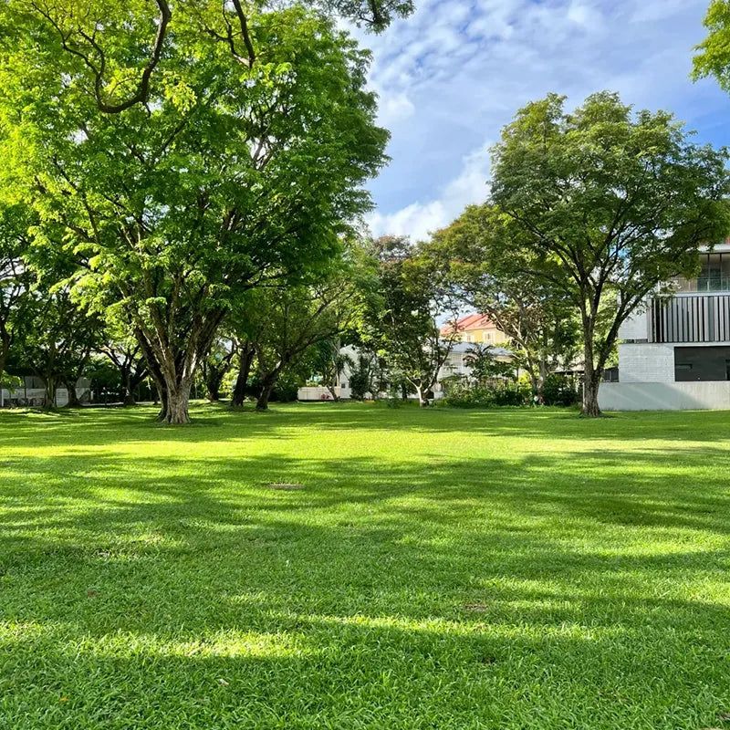 Four Seasons Evergreen Dwarf Grass Seeds | BUY 1 GET 1 FREE | ⭐️⭐️⭐️⭐️ 4.9/5 Reviews