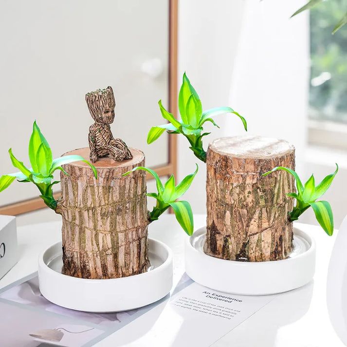 Brazilian Lucky Wood Plant (CERTIFIED ORIGINAL WITH Imported Certificate  ) ( BUY 1 GET 1 FREE )⭐️⭐️⭐️⭐️ 4.9/5 Reviews