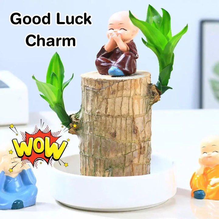 Brazilian Lucky Wood Plant (CERTIFIED ORIGINAL WITH Imported Certificate  ) ( BUY 1 GET 1 FREE )⭐️⭐️⭐️⭐️ 4.9/5 Reviews