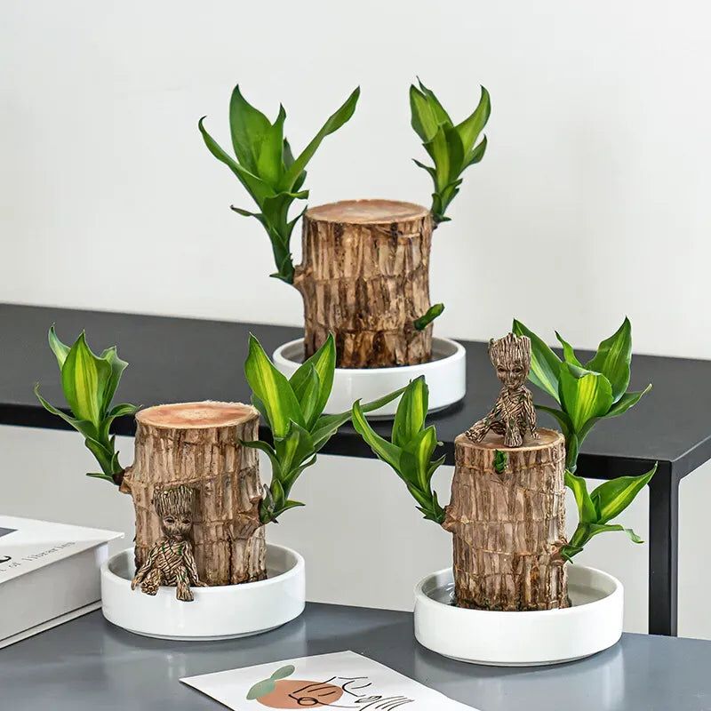 Brazilian Lucky Wood Plant (CERTIFIED ORIGINAL WITH Imported Certificate  ) ( BUY 1 GET 1 FREE )⭐️⭐️⭐️⭐️ 4.9/5 Reviews